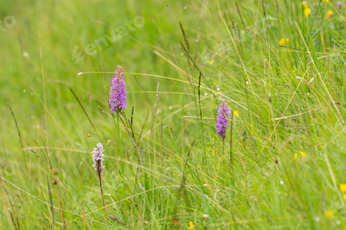 Preview: Fragrant Orchids - Gymnadenia Conopsea