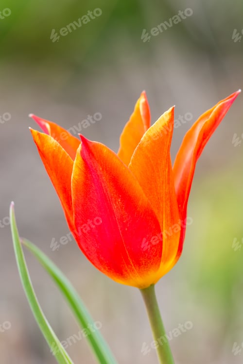 Preview: A Single Bright Red Tulip Bloom