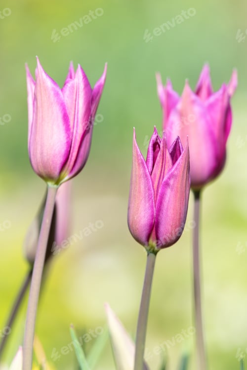 Preview: Pink Lily Flowered Tulips In Bloom