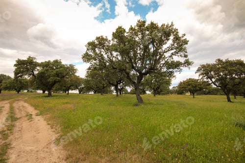 Preview: Plantation Of Cork Oak Trees In A Field. Alentejo, Portugal