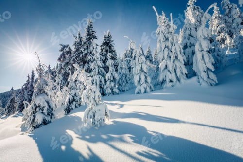 Preview: Frosty Winter Morning In Mountain Forest With Snow Covered Fir Trees. Splendid Outdoor Scene, Happy