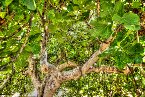 Preview: Fig Tree In Complete Vegetation In The Summer Season