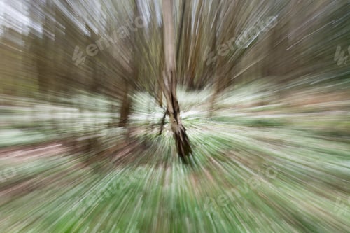 Preview: Anemone Wood Burst