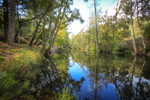Preview: River Surrounded By Trees And Vegetation On An Autumn Day. Autumn Colours