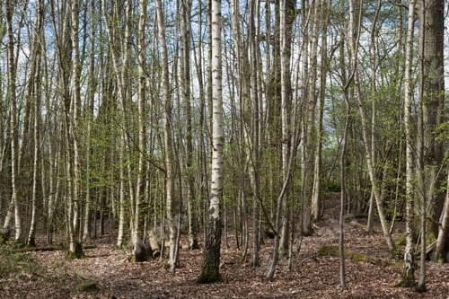 Preview: Young Silver Birch Wood