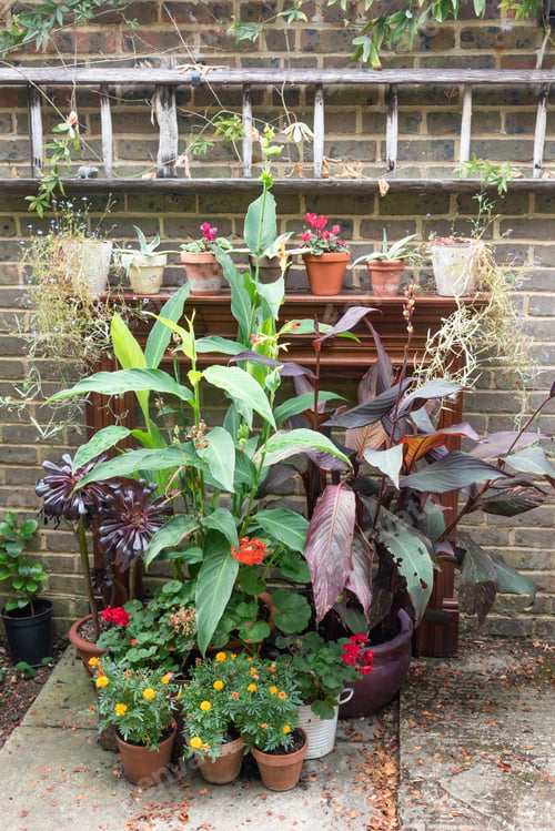 Preview: Collection Of Garden Pot Plants