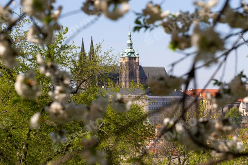 Preview: Spring Prague City With Gothic Castle And The Green Nature And Flowering Trees From The Hill