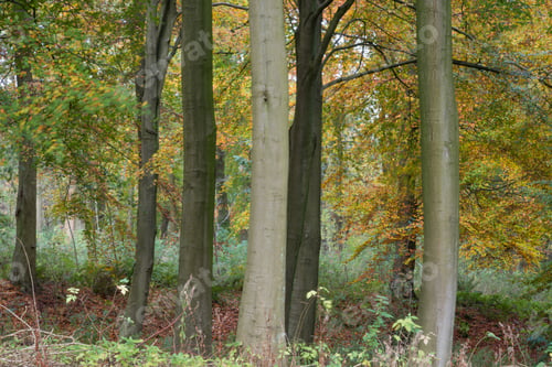 Preview: Autumn Woodland Scene