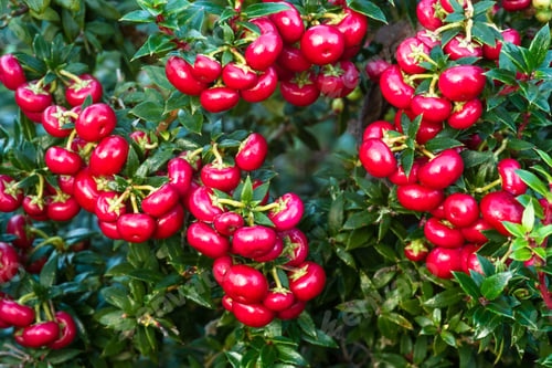 Preview: Berries On Gaultheria Mucronata 'Royal Red'