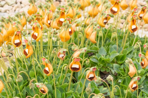 Preview: Calceolaria 'Walter Shrimpton'