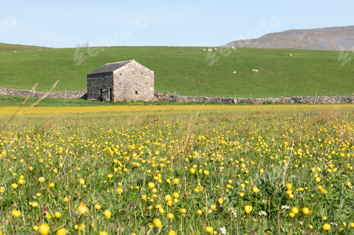 Preview: Barn And Globe Flower Meadow