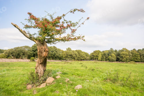 Preview: Twisted Hawthorn Tree
