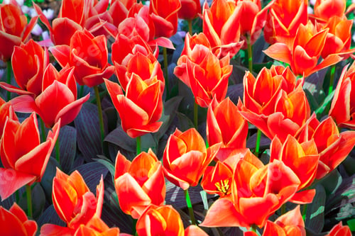 Preview: Red Tulip Flowers In The Keukenhof Gardens, Used As Background. Beautiful Outdoor Scenery In