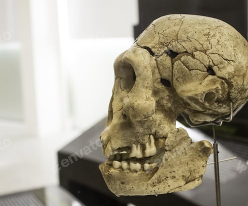 Preview: Human Skull Head In Laboratory, Experiment And Science