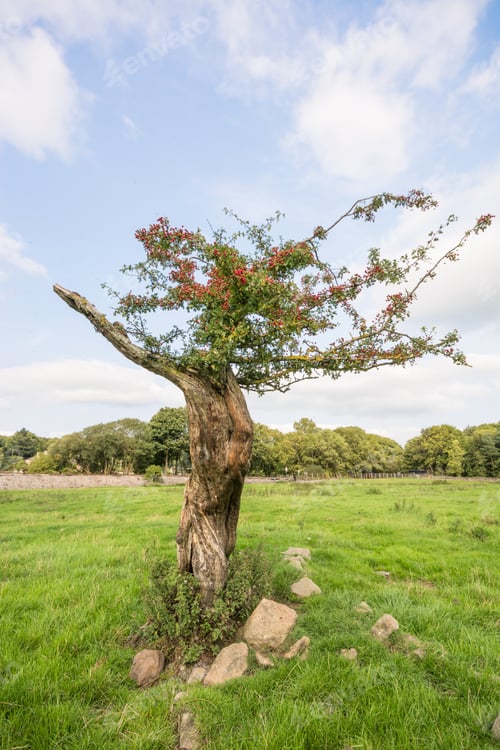 Preview: Twisted Hawthorn Tree