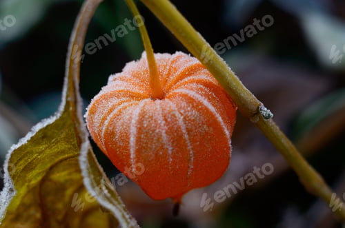 Preview: Cape Gooseberry Physalis. Frozen Autumn Flower. Early Winter Background With Plants In The Frost