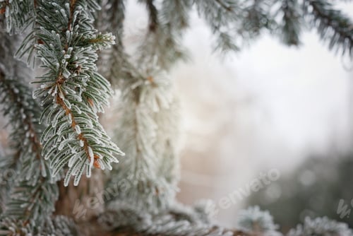 Preview: Christmas, Winter Background With Frosty Pine Tree. Macro Shot