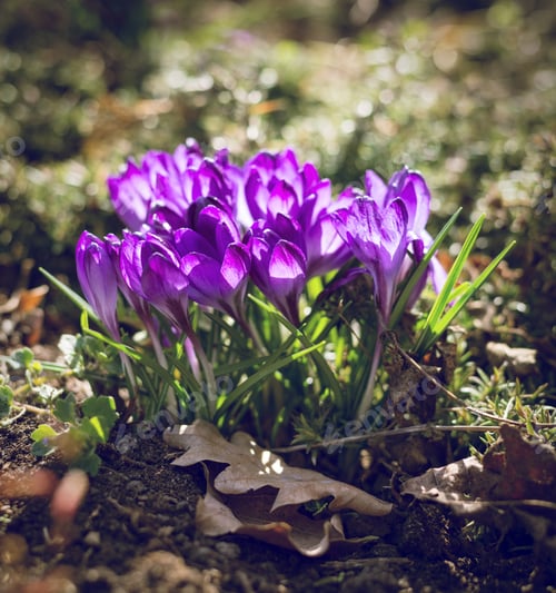 Preview: Spring Background With Beautiful Violet Crocuses In The Garden. Cinema Filter Toned Photo.