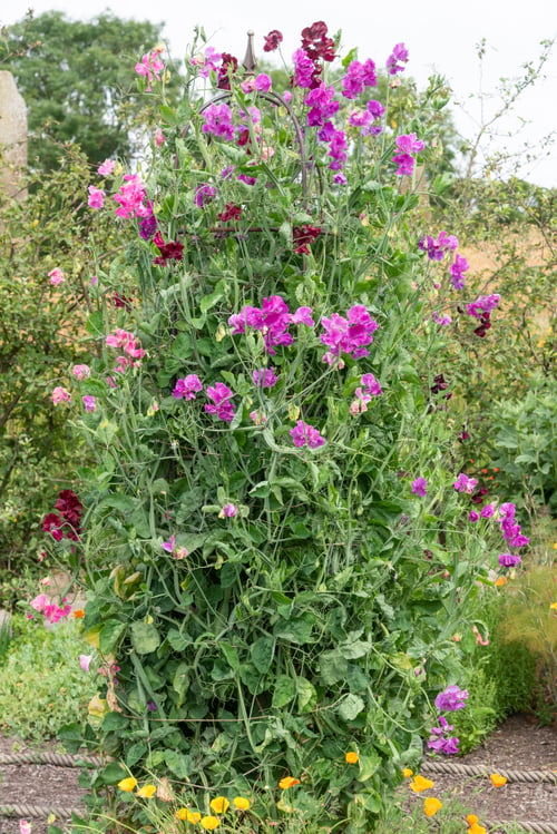 Preview: Sweet Peas Flowering In A Garden Border