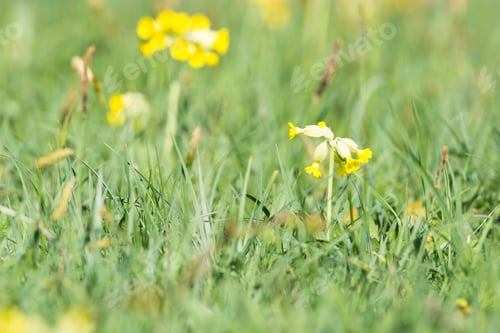 Preview: Cowslips In A Meadow