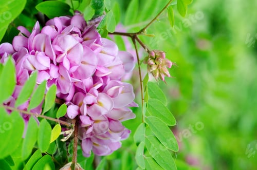 Preview: Beautiful Rose Acacia, Robinia Pseudoacacia, Blooming In The Spring Garden. Robinia Viscosa Close