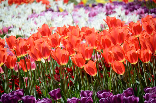 Preview: Colorful Sunny Field Of Plenty Tulips. Springtime Seasonal Floral Background.