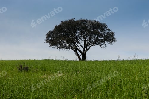Preview: Tree In A Green Farming Field With Blue Sky In Background. Alentejo, Portugal