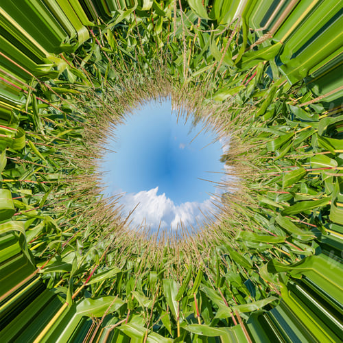 Preview: The Eye Of A Corn Field Abstract