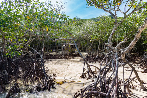 Preview: Mangrove Jungle In The Tropical Island Of El Nido In The Philippines