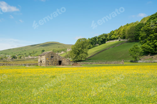 Preview: Hay Meadows At Gunnerside In Swaledale