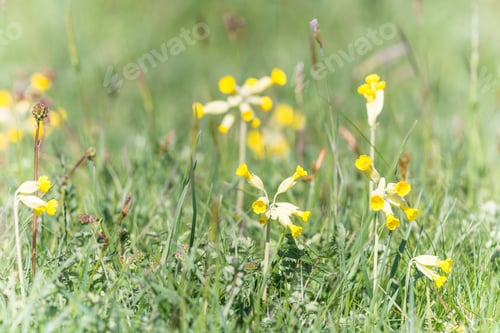 Preview: Cowslips In A Meadow