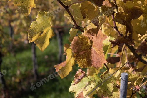 Preview: Autumn Colors In Friuli, Between The Rows Of Vines