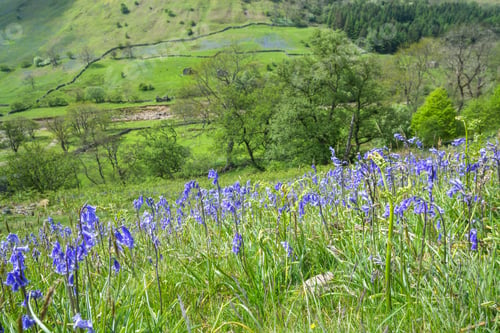 Preview: Swaledale Bluebells In The Yorkshire Dales