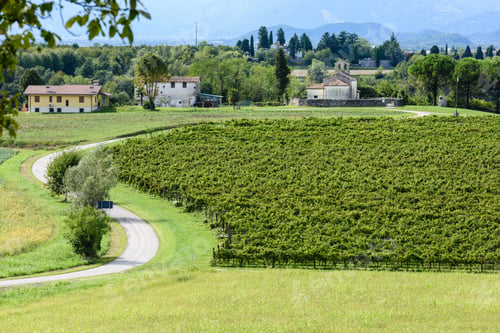 Preview: Church In The Vineyards