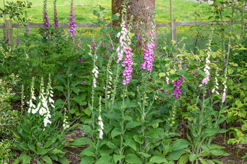 Preview: Foxgloves Flowering In A Garden