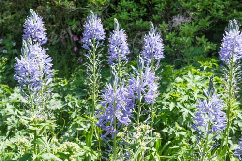 Preview: Blue Camassia Flowers