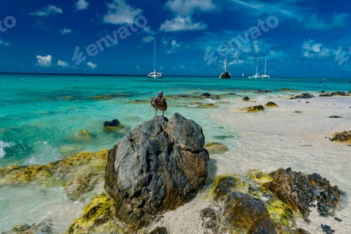 Preview: Panorama Of The Most Beautiful Beach Of The Caribbean On The Island Of Aruba In The Netherlands