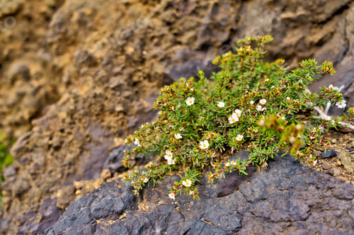 Preview: La Palma Island, Vegetation And Volcanic Landscape, Hdr Image