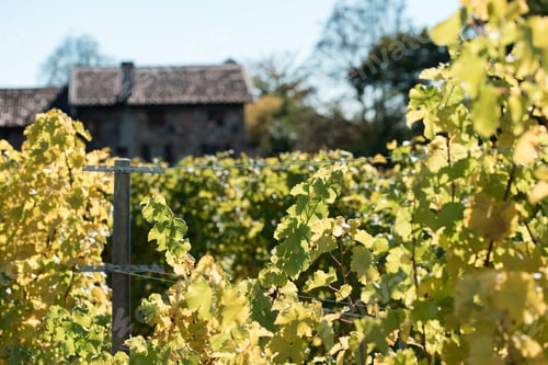 Preview: Autumn Colors - Walk In The Medieval Village
