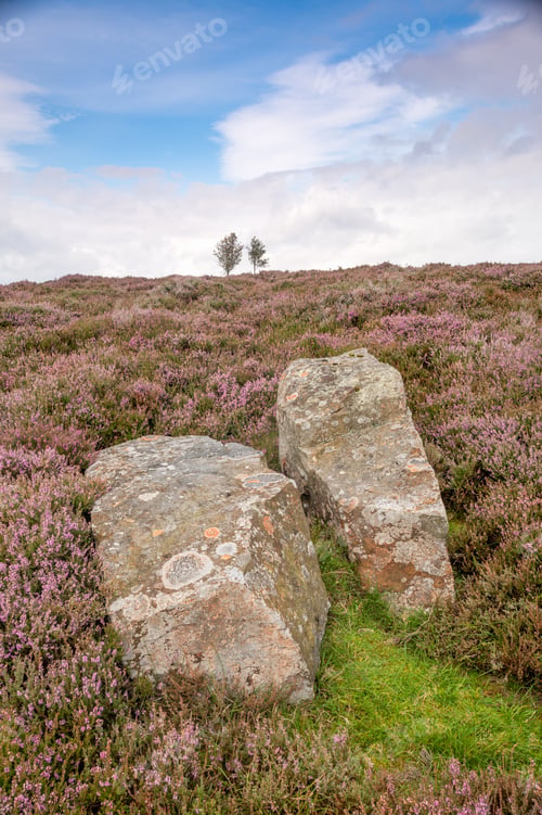 Preview: Rocks And Heather Moor Land