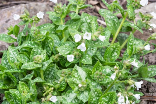 Preview: Lungwort Or Pulmonaria Officinalis 'Sissinghurst White'.