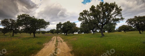 Preview: Plantation Of Cork Oak Trees In A Field. Alentejo, Portugal