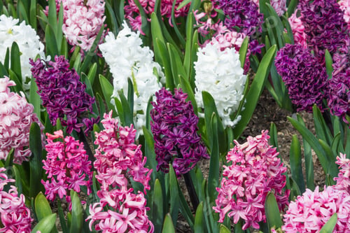 Preview: Hyacinths In Flower
