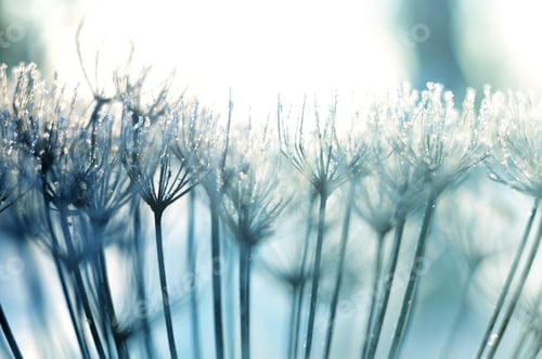 Preview: Beautiful Winter Seasonal Background With Dry Plants Against Sparkling Bokeh Lights