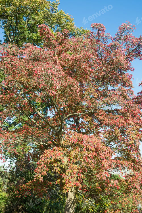 Preview: Cornus Kousa Chinensis