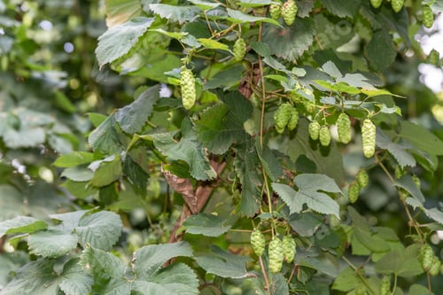 Preview: Hops On The Plant In A Hop Garden