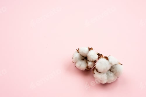 Preview: Plant Of Cotton Lying Isolated On A Pink Background. Copy Space