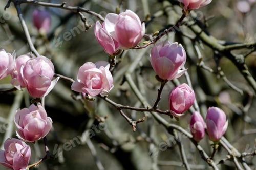 Preview: Beautiful Magnolia Tree Blossoms In Springtime. Jentle Magnolia Flower Against Sunset Light