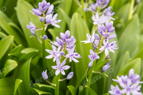Preview: Chionodoxa Forbesii - Glory Of The Snow