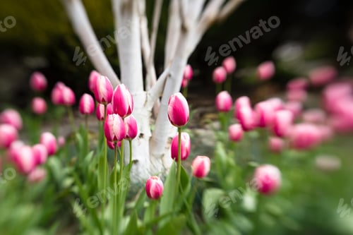 Preview: Pink Tulips And Birch Tree Soft Focus